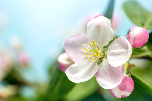 apfelbaum blüte nahaufnahme - apfelbluete stock-fotos und bilder