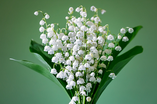 A DSLR photo of Lily-Of-The-Valley (Convallaria Majalis) - bouquet of forest flowers.