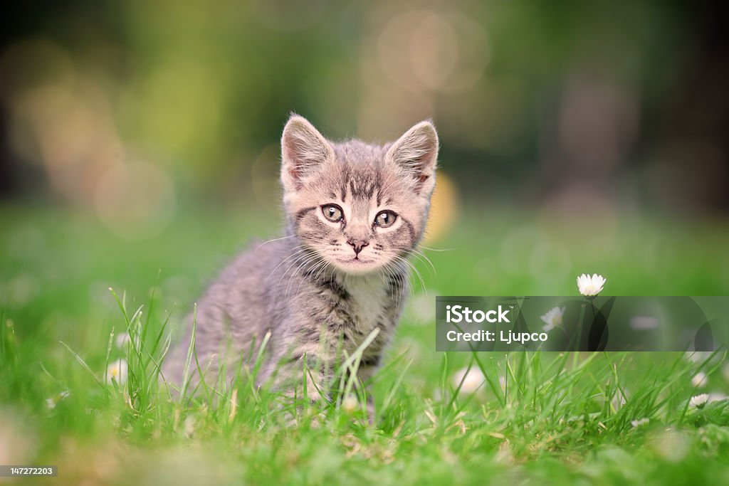 Gris gato posando afuera - Foto de stock de Aire libre libre de derechos