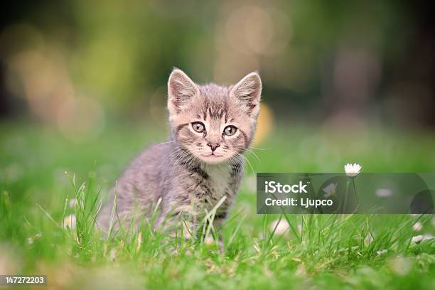 Grigio Gatto In Posa Allesterno - Fotografie stock e altre immagini di Abbigliamento casual - Abbigliamento casual, Ambientazione esterna, Animale