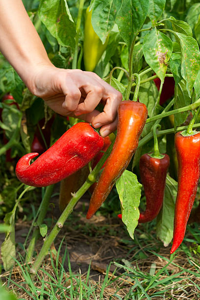 harvesting organic peppers (paprika) stock photo