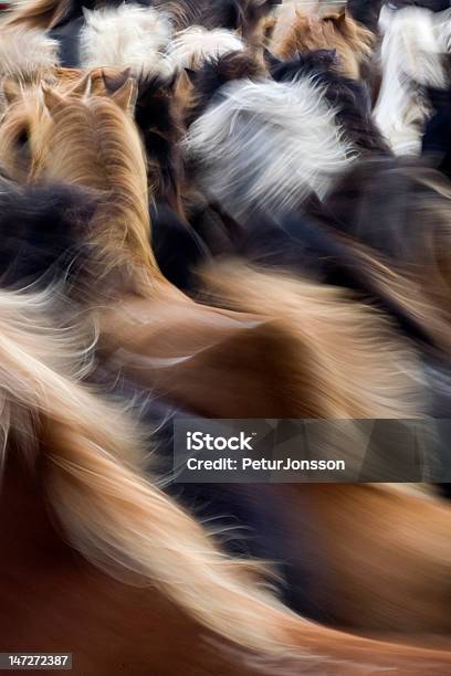 Running Horses Stock Photo - Download Image Now - Iceland, Horse, Running