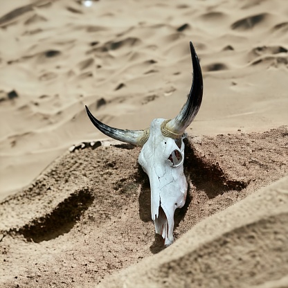 Decomposed abused legs tied camel bones in dry Arabian desert with clear skies.
