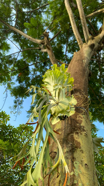 Platycerium Platycerium on a tree in a mall. Deer antler ferns are a group of epiphytic ferns belonging to the genus Platycerium. antler chandelier stock pictures, royalty-free photos & images