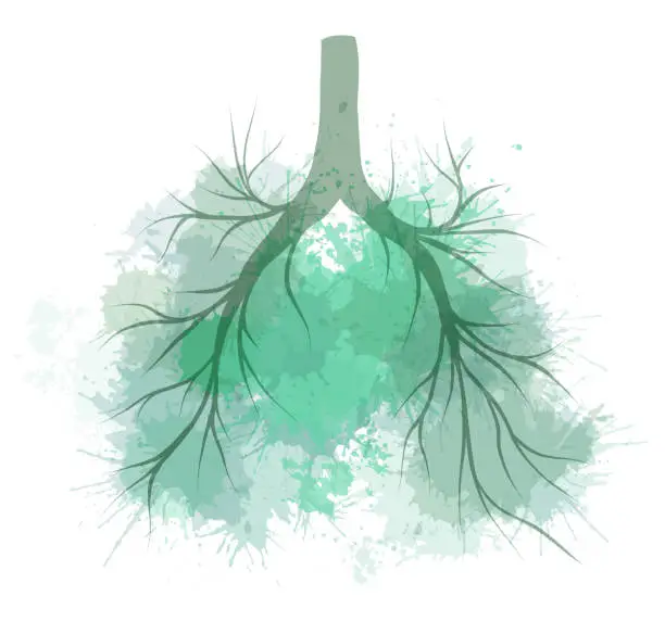 Vector illustration of Vector watercolor illustration of human lungs with green splashes. Human organ. Concept art of summer lungs with colorful dye sprays