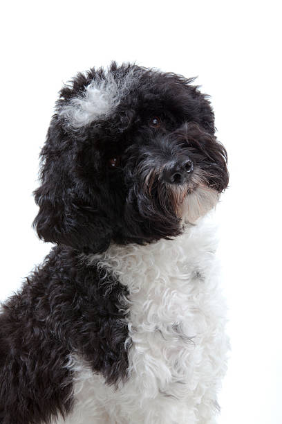 istock Portuguese Water Dog 147272568
