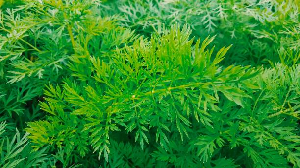 istock Fresh carrot leaves in the mountains 1472726457