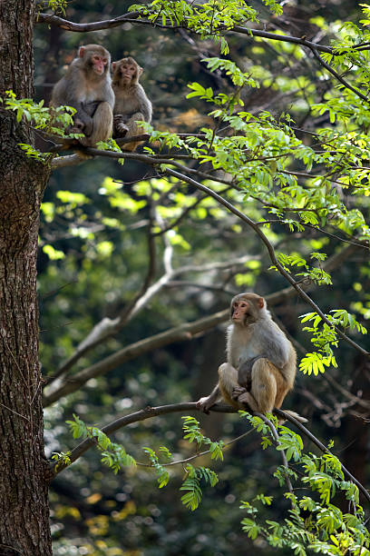 Monkeys stock photo