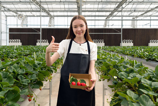 Young female tourist in apron raise finger thumb up while picking fresh strawberries from the garden. Fragrant, sweet, big, juicy, satisfying taste while visiting the indoor farm.