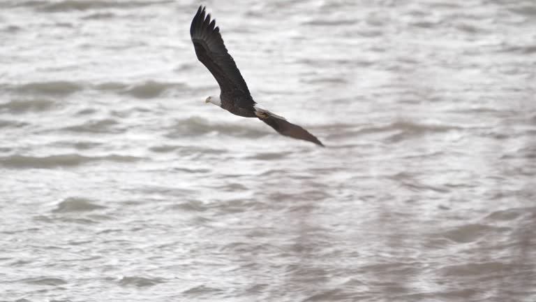 Bald Eagle Flying slow over the water of Utah Lake