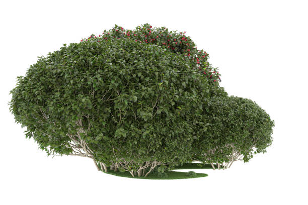 istock Forrest arrangement isolated on background. 3d rendering - illustration description 1472729375