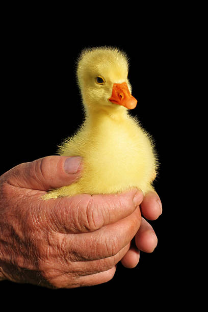 Duckling is in hands stock photo