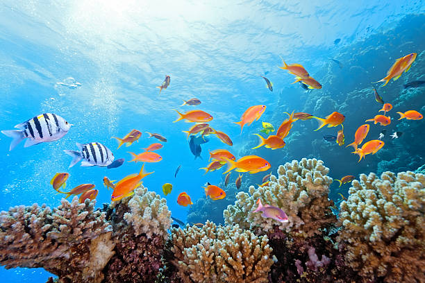 istock Coral scene on the reef 147273014
