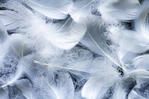 White feather background.