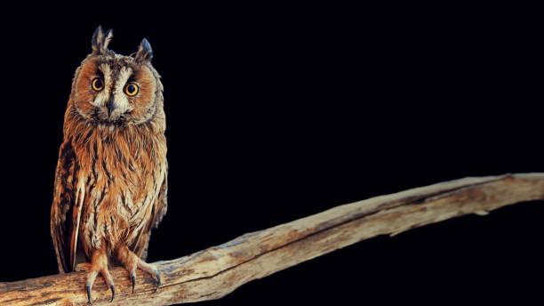 istock Asio otus - Long-eared owl sits on the branch on a black background at night 1472730205