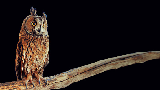 Asio otus - Long-eared owl sits on the branch on a black background at night