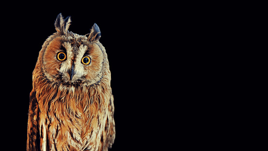Asio otus - Long-eared owl sits on the branch on a black background at night close -up