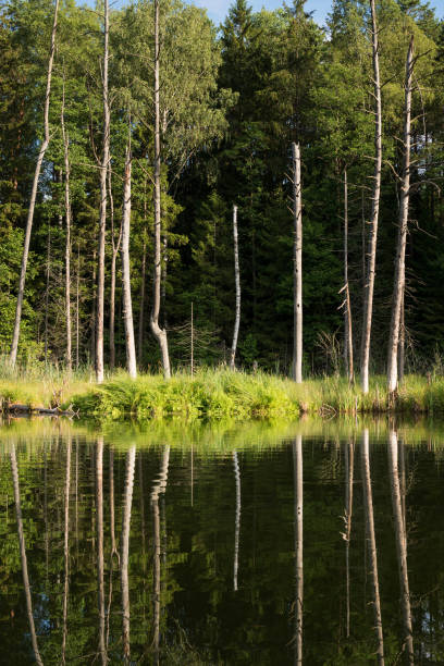istock Lake in the forest 1472730283