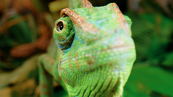 Green with red dots Chamaeleo calyptratus among branches and leaves looks at the camera - close-up