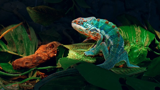 Blue Furcifer pardalis Panther chameleon walks on the green leaves during night time