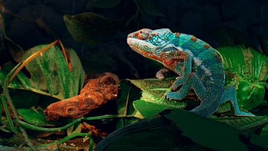 Blue Furcifer pardalis Panther chameleon walks on the green leaves during night time