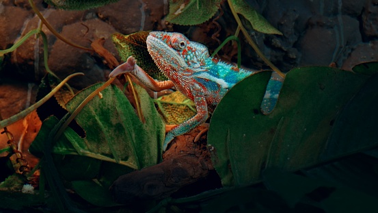 Blue Furcifer pardalis Panther chameleon among green branches and leaves