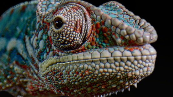 Blue, red and gray Furcifer pardalis Panther chameleon on a black background - close up