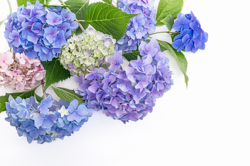 Bouquet of blue, white and pink phlox flowers (Hydrangea, hortensia) with copy space for wedding or greeting cards