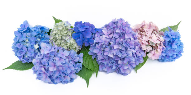 istock Arrangement of colorful flowers Hydrangea (hortensia) on a white background 1472731273
