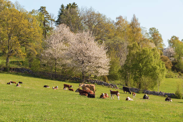 istock Cows and calves in rural landscape 1472731453