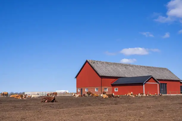 Beef cattles at a red barn