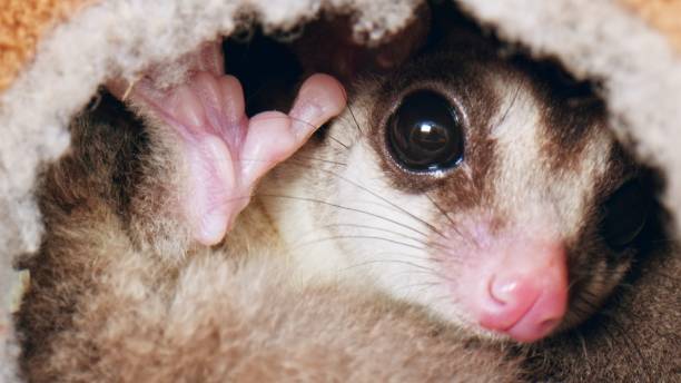 istock Adorable Petaurus breviceps Sugar glider hides in a hole 1472731557