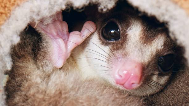 istock Adorable Petaurus breviceps Sugar glider hides in a hole 1472731639