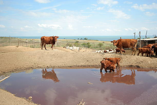 istock The herd of cows on a farm 147273180