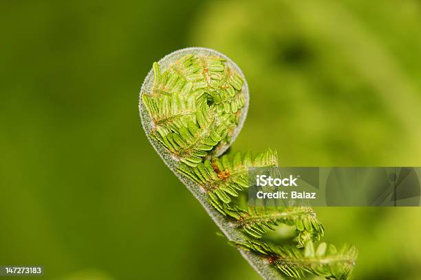 Fernspringmatteuccia Struthiopteris Stockfoto und mehr Bilder von Abstrakt - Abstrakt, Bildhintergrund, Biologie