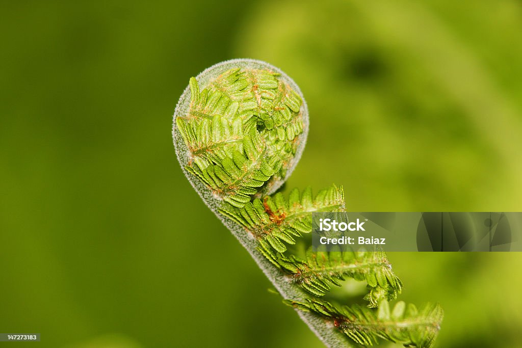 Felce primavera di struthiopteris matteuccia - Foto stock royalty-free di Aprire