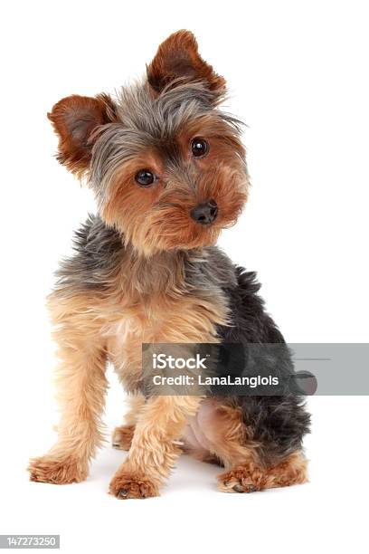 Yorkshire Terrier Stock Photo - Download Image Now - Animal, Canine - Animal, Cut Out