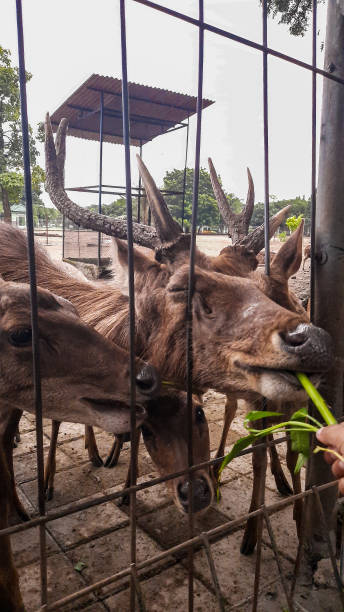 istock deer farms 1472732756