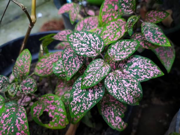 Hypoestes phyllostachya plant.