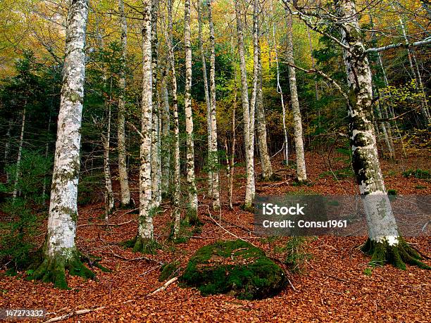 En El Bosque De Otoño Foto de stock y más banco de imágenes de Otoño - Otoño, Parque Nacional de Ordesa, Aire libre