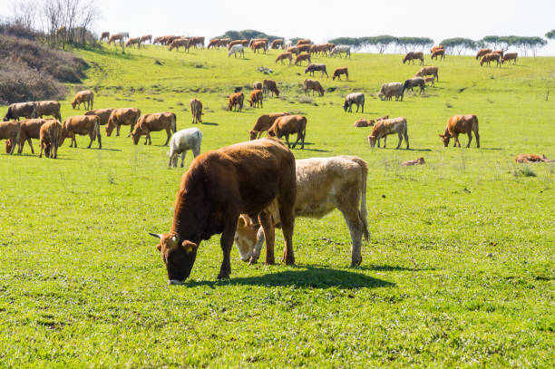 istock Cows in the Roman countryside 1472733770