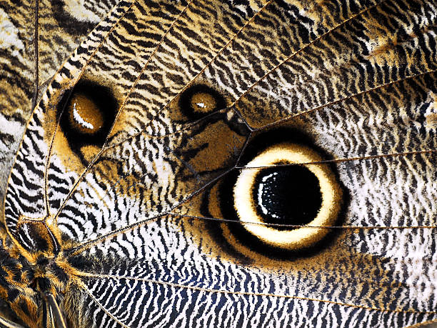 istock Wing of Caligo butterfly 147273398