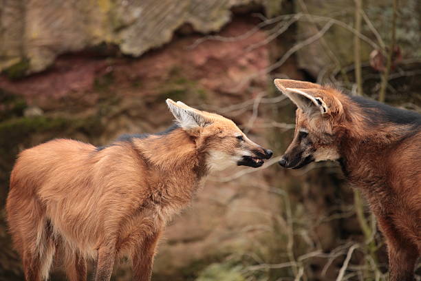 mähnenwölfe im zoo - loup à crinière photos et images de collection