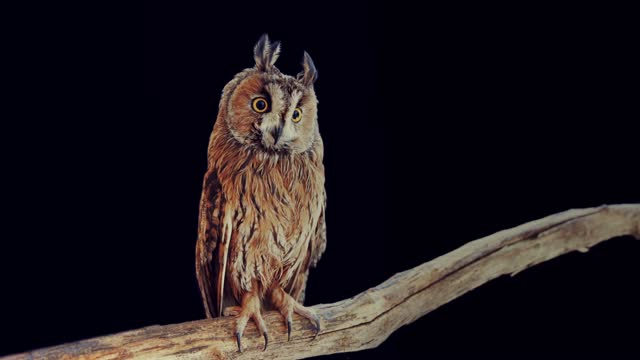 Asio otus - Long-eared owl sits on the branch on a black background at night
