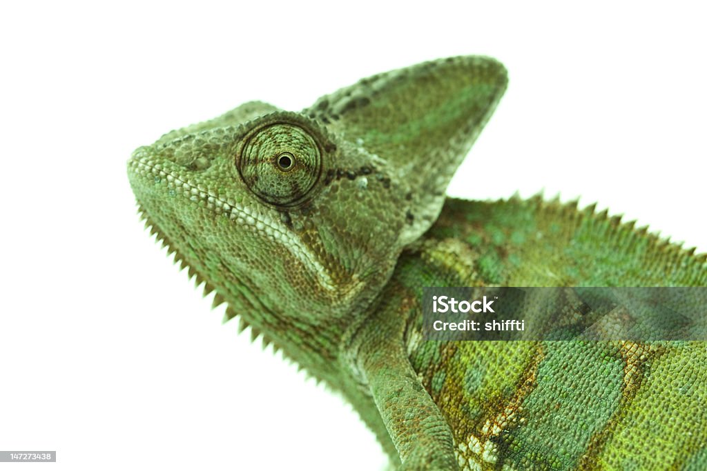 Beautiful big chameleon Close-up of big chameleon sitting on a white background. Chameleon Stock Photo