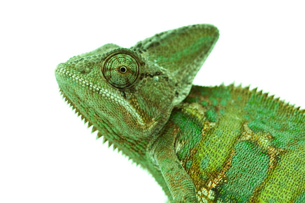 Beautiful big chameleon stock photo