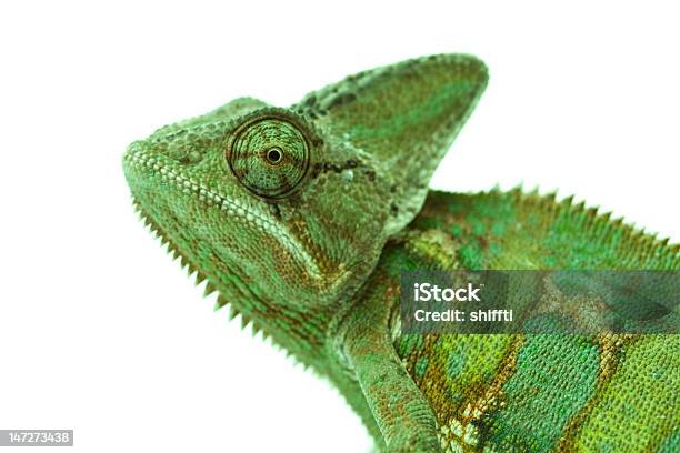 Beautiful Big Chameleon Stock Photo - Download Image Now - Chameleon, High Angle View, On Top Of