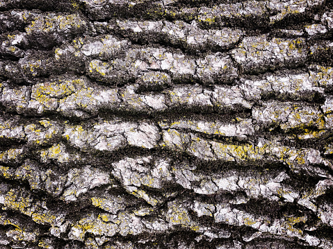 Weathered cracked oak bark with moss