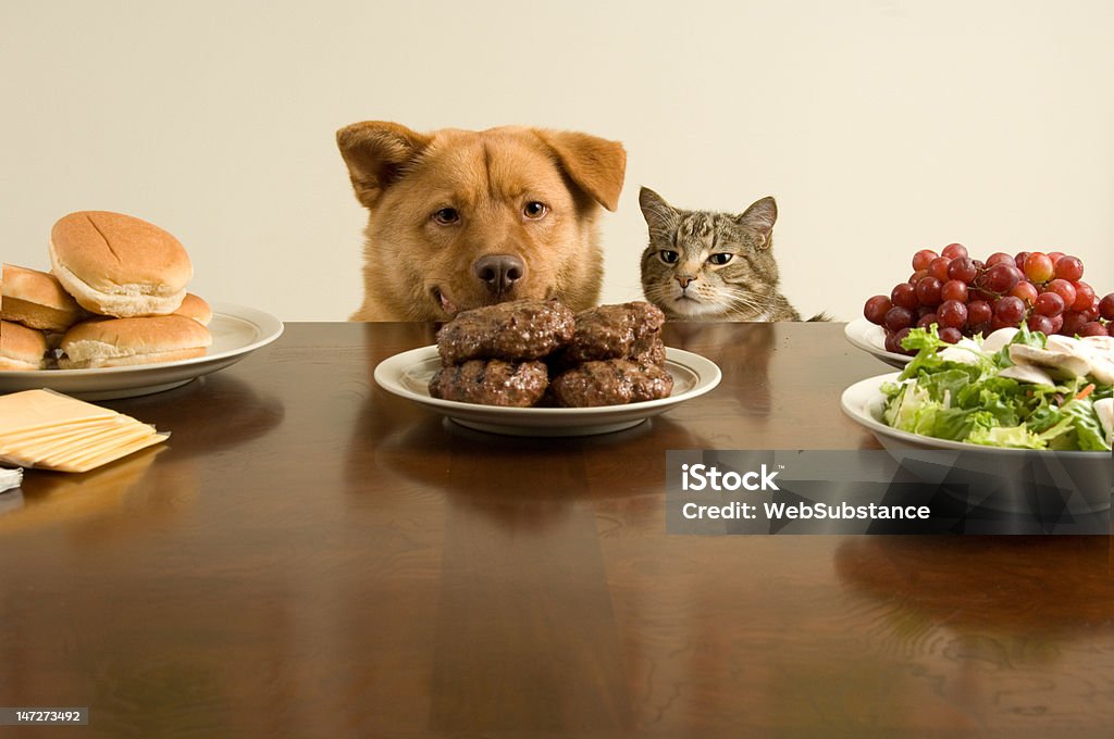 Moment before the feast Dog and cat about to eat burger patties on a table. Dog Stock Photo