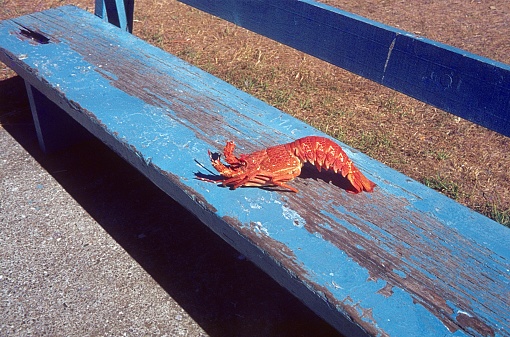 Portugal, 1980. Crayfish on a park bench.
